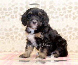 Miniature Bernedoodle Puppy for sale in DENVER, PA, USA