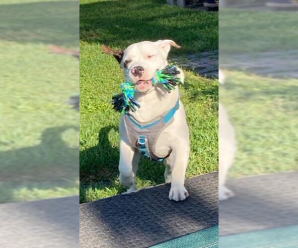 Medium Photo #14 Saint Bernard-Staffordshire Bull Terrier Mix Puppy For Sale in Fort Worth, TX, USA