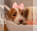 Small #1 Goldendoodle