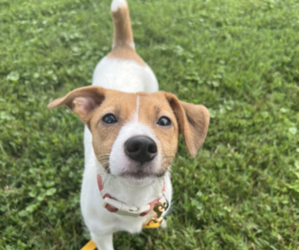 Jack Russell Terrier Puppy for sale in SAINT ALBANS, WV, USA