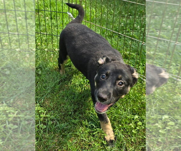 Medium Photo #5 German Shepherd Dog-Unknown Mix Puppy For Sale in Minneapolis, MN, USA