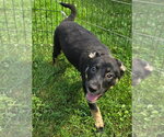 Small #4 German Shepherd Dog Mix