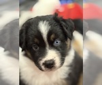 Small Photo #31 Australian Shepherd Puppy For Sale in GREER, SC, USA