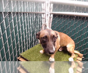 Chihuahua-Unknown Mix Dogs for adoption in Downey, CA, USA