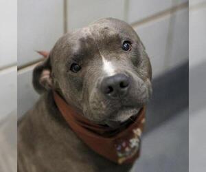 American Staffordshire Terrier-Unknown Mix Dogs for adoption in San Antonio, TX, USA