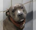 JOEY BRAKES - Male American Staffordshire Terrier-Unknown Mix Dog for Adoption - Small photo