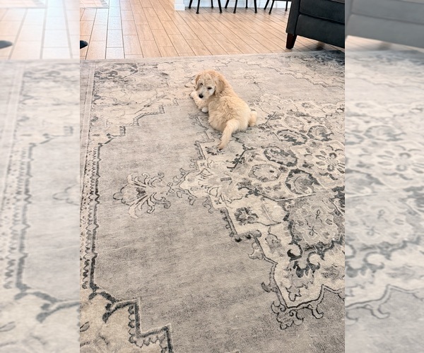 Medium Photo #16 Double Doodle Puppy For Sale in BULVERDE, TX, USA