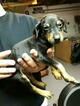 Small Photo #18 Doberman Pinscher Puppy For Sale in SUISUN CITY, CA, USA