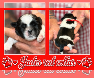 Medium Shih Tzu
