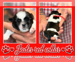 Puppy red collar Shih Tzu