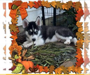 Siberian Husky Puppy for sale in CEDAR HILL, MO, USA