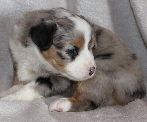 frontrunner mini american shepherds