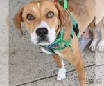 Small #8 Retriever  Mix