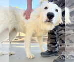 Small #6 Golden Pyrenees