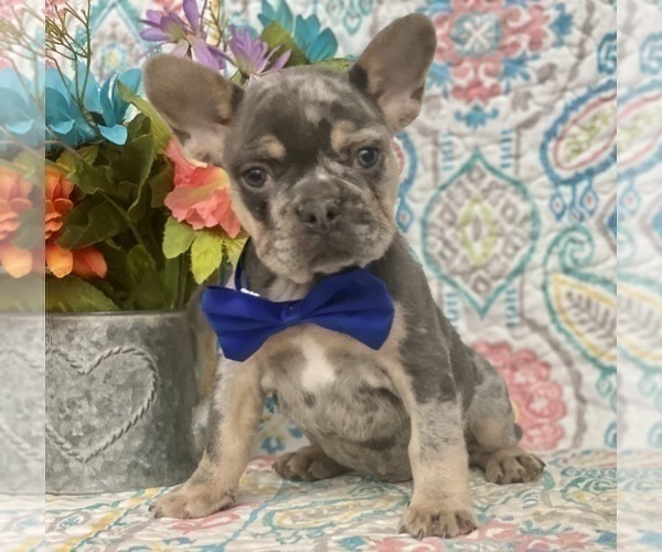 Medium Photo #3 French Bulldog Puppy For Sale in OXFORD, PA, USA