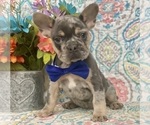 Small Photo #3 French Bulldog Puppy For Sale in OXFORD, PA, USA