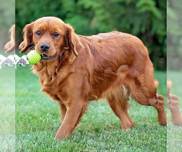 Medium Photo #1 Golden Retriever Puppy For Sale in LITITZ, PA, USA