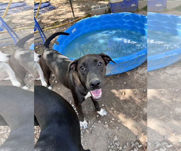 Medium Photo #1 Boxador Puppy For Sale in Tracy City, TN, USA