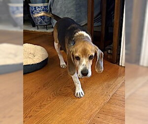 Matty - Male Beagle Dog for Adoption - Photo #16
