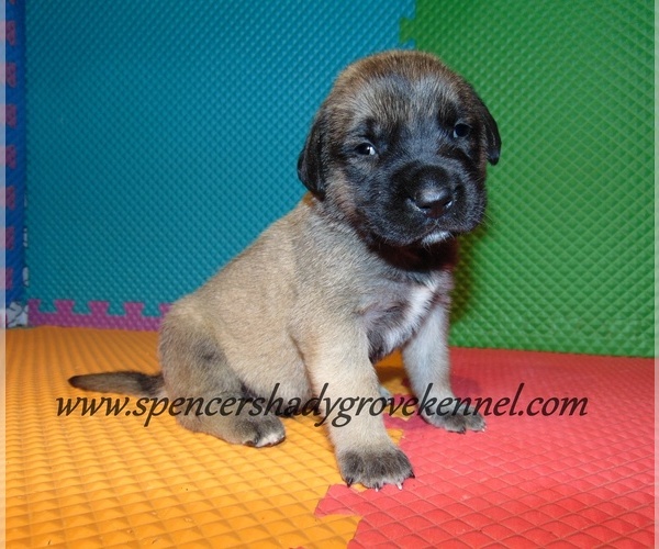Medium Photo #5 Mastiff Puppy For Sale in CABOOL, MO, USA