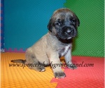 Small #4 Mastiff