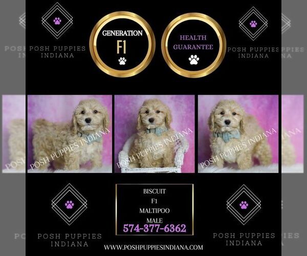 Medium Photo #7 Maltipoo Puppy For Sale in WARSAW, IN, USA