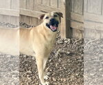 Small #2 Black Mouth Cur Mix