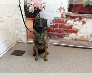 Mutt Dogs for adoption in San Bernardino, CA, USA