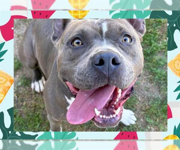 Medium Photo #7 American Pit Bull Terrier Puppy For Sale in Ojai, CA, USA