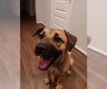 Small German Shepherd Dog Mix