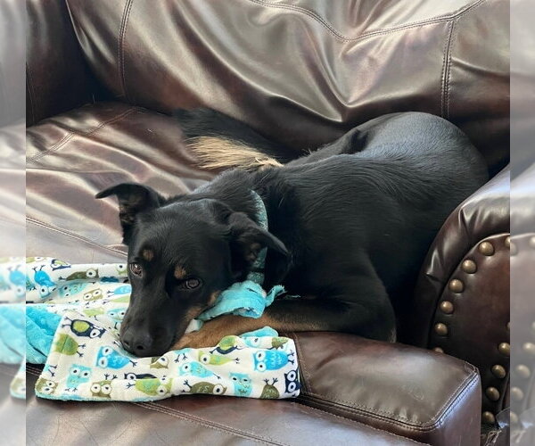 Medium Photo #7 German Shepherd Dog-Unknown Mix Puppy For Sale in Lakewood, CO, USA