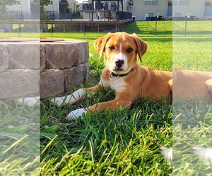 Border Collie-Unknown Mix Dogs for adoption in Des Moines, IA, USA