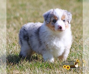 Miniature American Shepherd Puppy for sale in ABILENE, KS, USA