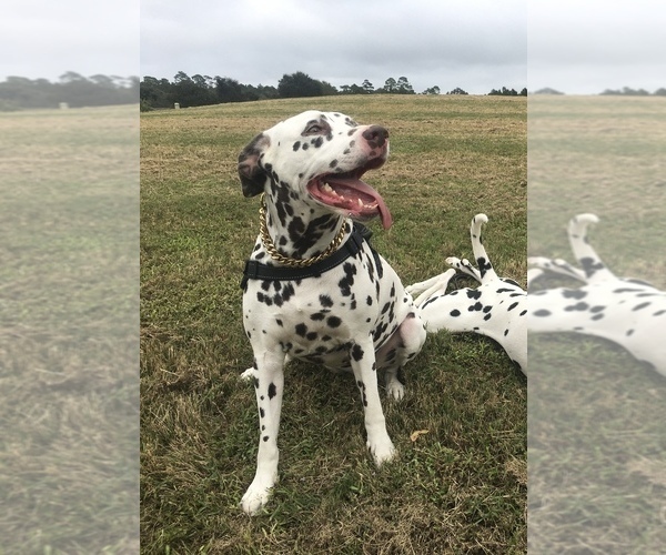 Medium Photo #1 Dalmatian Puppy For Sale in GREENSBORO, NC, USA