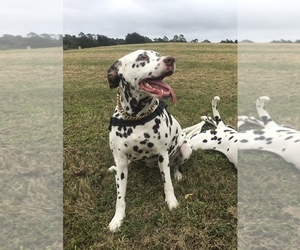 Mother of the Dalmatian puppies born on 12/28/2025