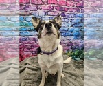 Small #1 Border Collie Mix