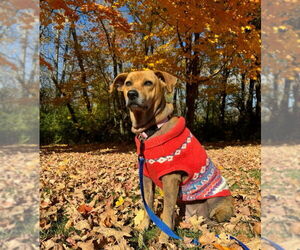 Mutt Dogs for adoption in Germantown, OH, USA