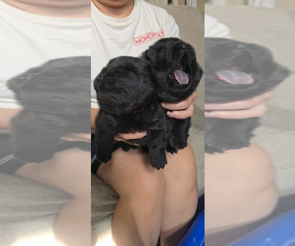 Medium Photo #2 Chow Chow Puppy For Sale in MERCED, CA, USA