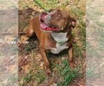 Small #3 American Pit Bull Terrier Mix