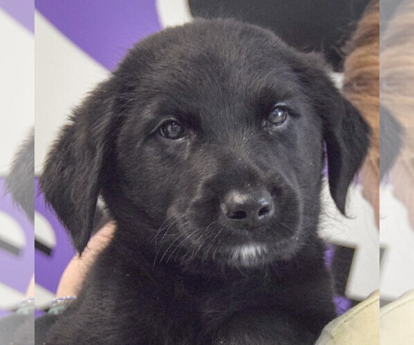 Medium Photo #6 Golden Retriever-Unknown Mix Puppy For Sale in Huntley, IL, USA