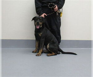Rottweiler-Unknown Mix Dogs for adoption in Louisville, KY, USA