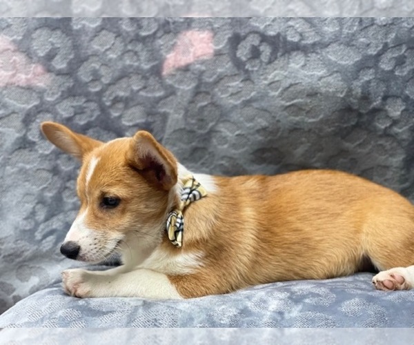 Medium Photo #10 Pembroke Welsh Corgi Puppy For Sale in LAKELAND, FL, USA