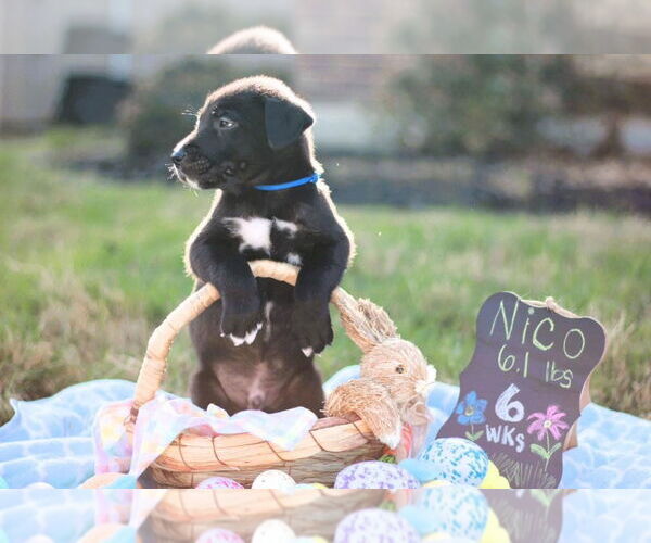 Medium Photo #4 Great Dane-Siberian Husky Mix Puppy For Sale in Bullard, TX, USA