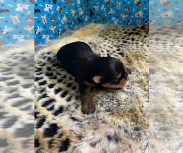 Medium Photo #5 Yorkshire Terrier Puppy For Sale in NORMANGEE, TX, USA