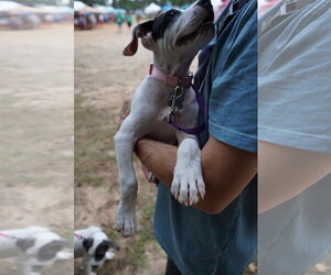 Patch - Sewing Litter - Female American Staffordshire Terrier-Unknown Mix Dog for Adoption - Photo #5