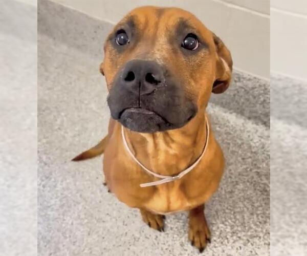 Medium Photo #2 Black Mouth Cur Puppy For Sale in Houston, TX, USA