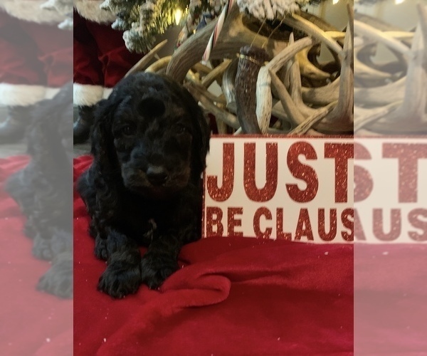 Medium Photo #6 Goldendoodle Puppy For Sale in DYERSBURG, TN, USA