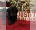 Small Photo #6 Goldendoodle Puppy For Sale in DYERSBURG, TN, USA