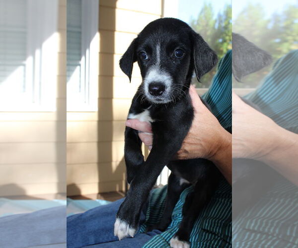 Medium Photo #9 Mutt Puppy For Sale in Cary, NC, USA