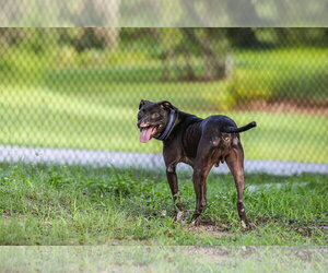 Binks - Male Mutt Dog for Adoption - Photo #4